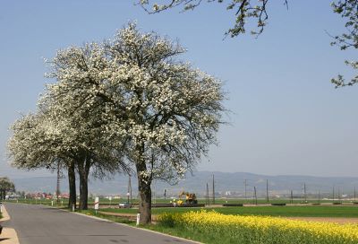 Zweiwege-Bagger bei der Arbeit
