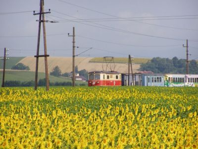 Sonnenblumen
Die 1099 011 mitten in dem beliebten Sonnenblumenfeld bei Klangen.
Schlüsselwörter: 1099 , 1099 011 , Mariazellerbahn , MzB , Talstrecke , Klangen