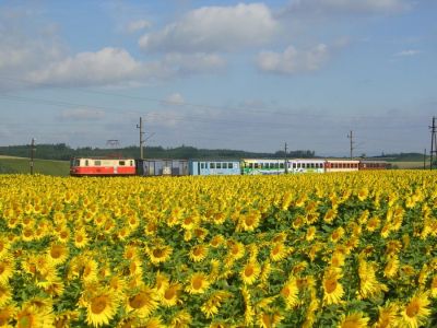 Sonnenblumen
Schlüsselwörter: 1099 , Mariazellerbahn , Klangen