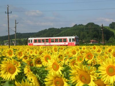 5090er in den Sonnenblumen
Schlüsselwörter: 5090 , Mariazellerbahn , Klangen