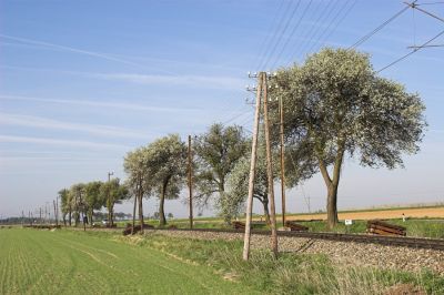 Zwischen Nadelbach und Schwadorf stehen die Schwellenstapel für die Gleiserneuerung bereit.
Schlüsselwörter: Mariazellerbahn , MzB ,