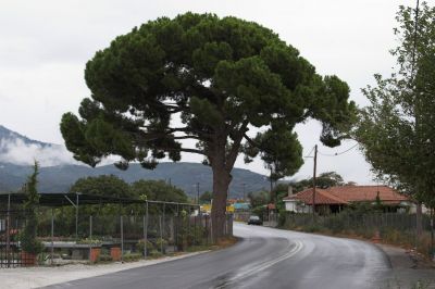 Zwischen Agria und Kato Lechonia
Unter dieser mächtigen Kiefer wurde die Straße auf ein kurzes Stück neu asphaltiert, so dass die Schienen eher untypisch nicht zu erkennen sind. 
Schlüsselwörter: Griechenland , Pilionbahn