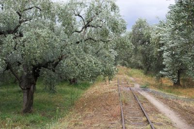 Durch den Olivenhain
Es folgt ein kurzer gerader Abschnitt zwischen den knorrigen Olivenbäumen.
Schlüsselwörter: Griechenland , Pilionbahn