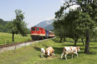 2095 008-5 ist wieder nach Waidhofen unterwegs. Zwischen Stiegengraben-Ybbstalerhütte und Göstling veranlasst das einige Rinder zur Flucht.
Schlüsselwörter: Ybbstalbahn , Göstling , 2095