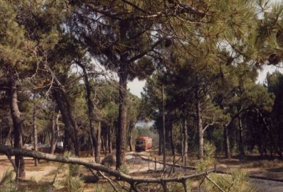 La Pinède
Wenige Kilometern hinter Calvi entfernt sich die Strecke nach L´Ĩle Rousse und Ponte Leccia vom Strand und durchquert einen malerischen Pinienhain: Triebwagen 202 fährt als Zug der Trains Tramways de la Balagne nach L´Ĩle Rousse
Schlüsselwörter: Chemin de fer de la Corse