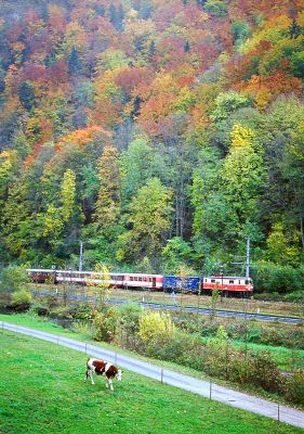 Farbenzauber bei Schwarzenbach/Pielach
Nächst der ehemaligen Haltestelle Weißenburg konnte der E6835 "Ötscherland" mit 1099.004 am 26.10.2005 im herbstlichen Pielachtal festgehalten werden. Aufgrund des einsetztenden leichten Regens stieg bald etwas Dunst auf. [Nikon F5]
Schlüsselwörter: Mariazellerbahn , Weißenburg , Schwarzenbach a.d. Pielach , 1099 , 004 , Talstrecke , Ötscherland